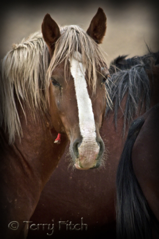 Palomino Valley Captive ~ photo by Terry Fitch of Wild Horse Freedom Federation